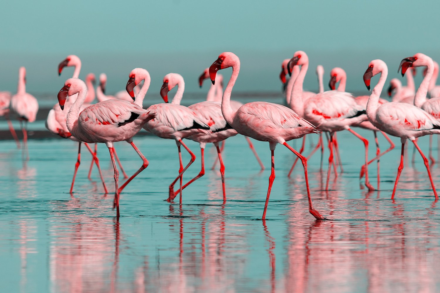 A flock of pink flamingos stands in shallow blue water.