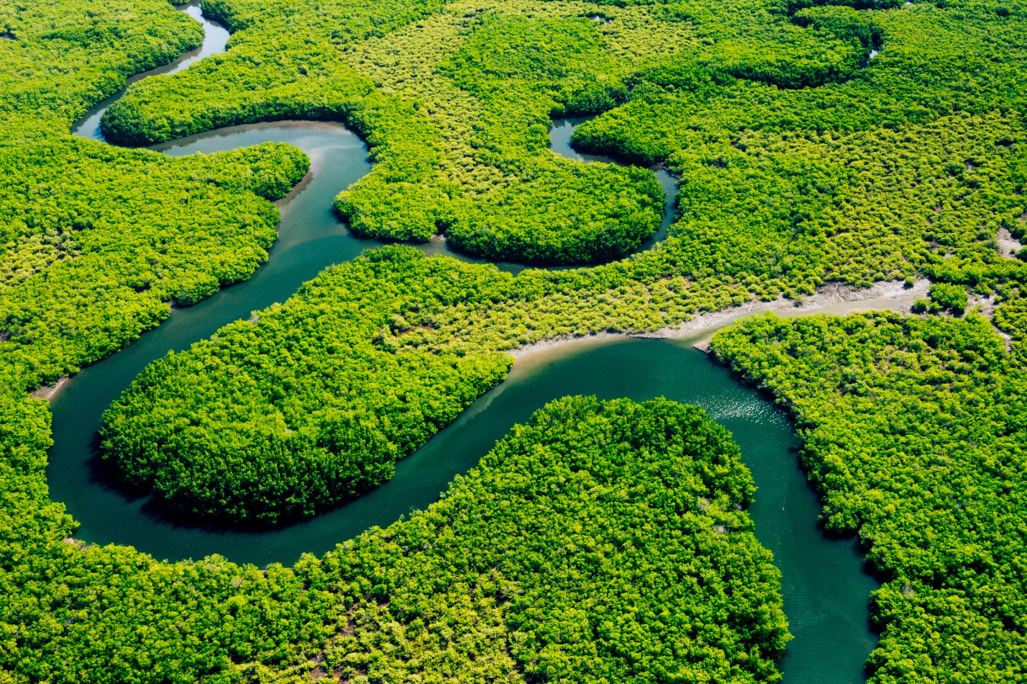 Aerial view of winding tidal channels through a dense green mangrove forest. (representative image)