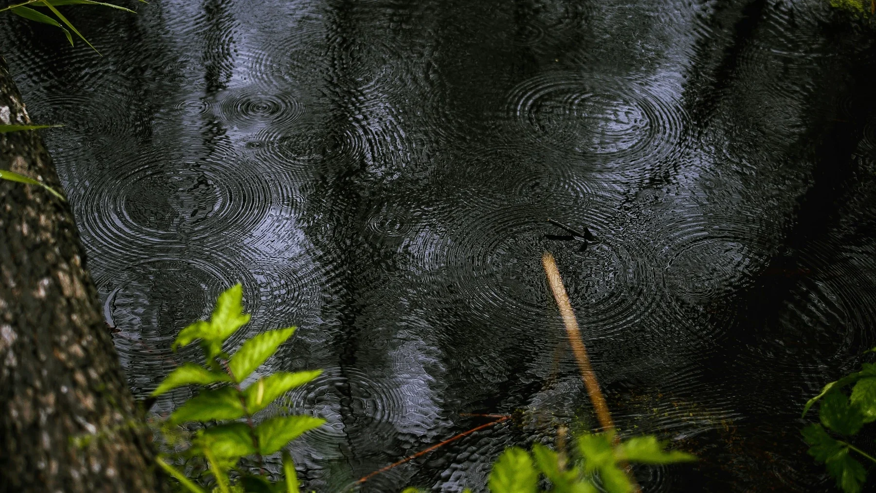 Raindrops form overlapping rings on a dark woodland pond edged with green foliage.