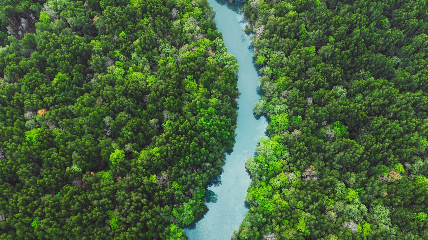 A turquoise river runs between dense green trees in an aerial view of riparian forest.