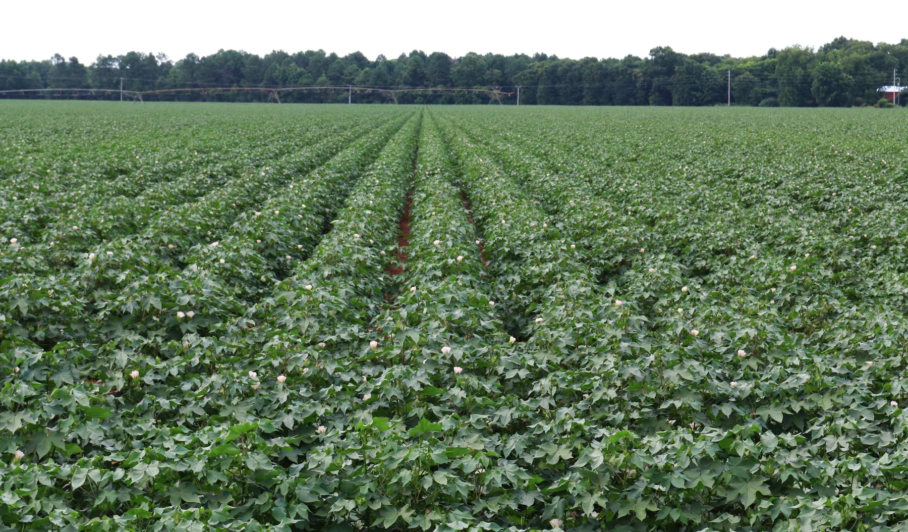 Rows of leafy cotton plants extending toward a distant tree line.