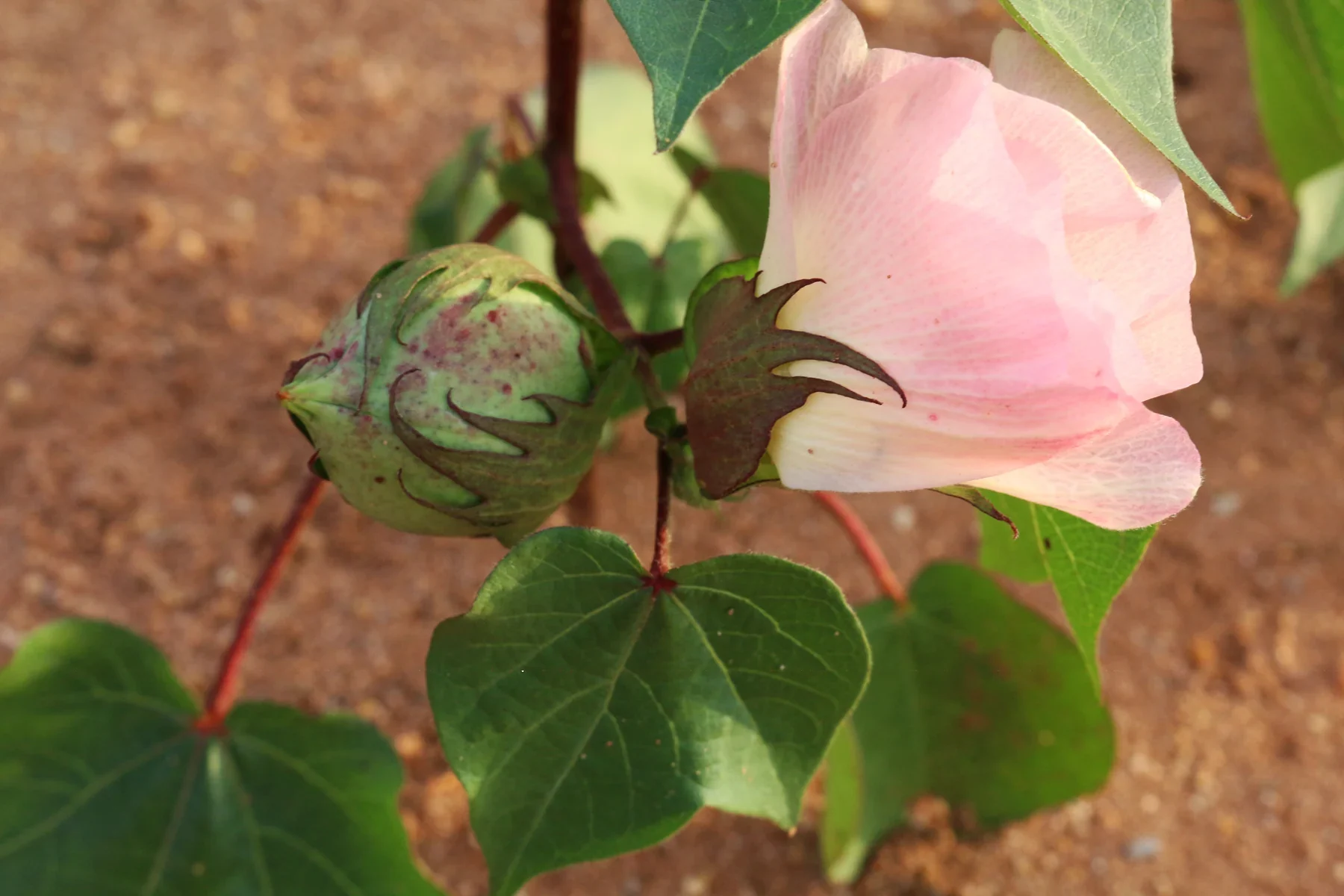 A pink cotton flower and an unopened green cotton boll growing among broad leaves.