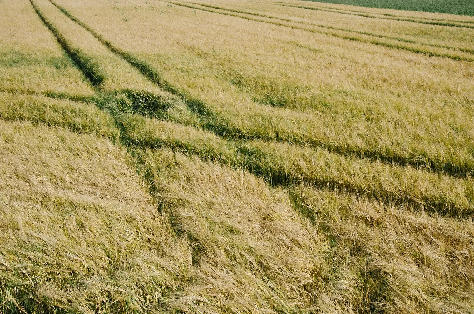 Parallel tracks crossing a field of golden-green crops.
