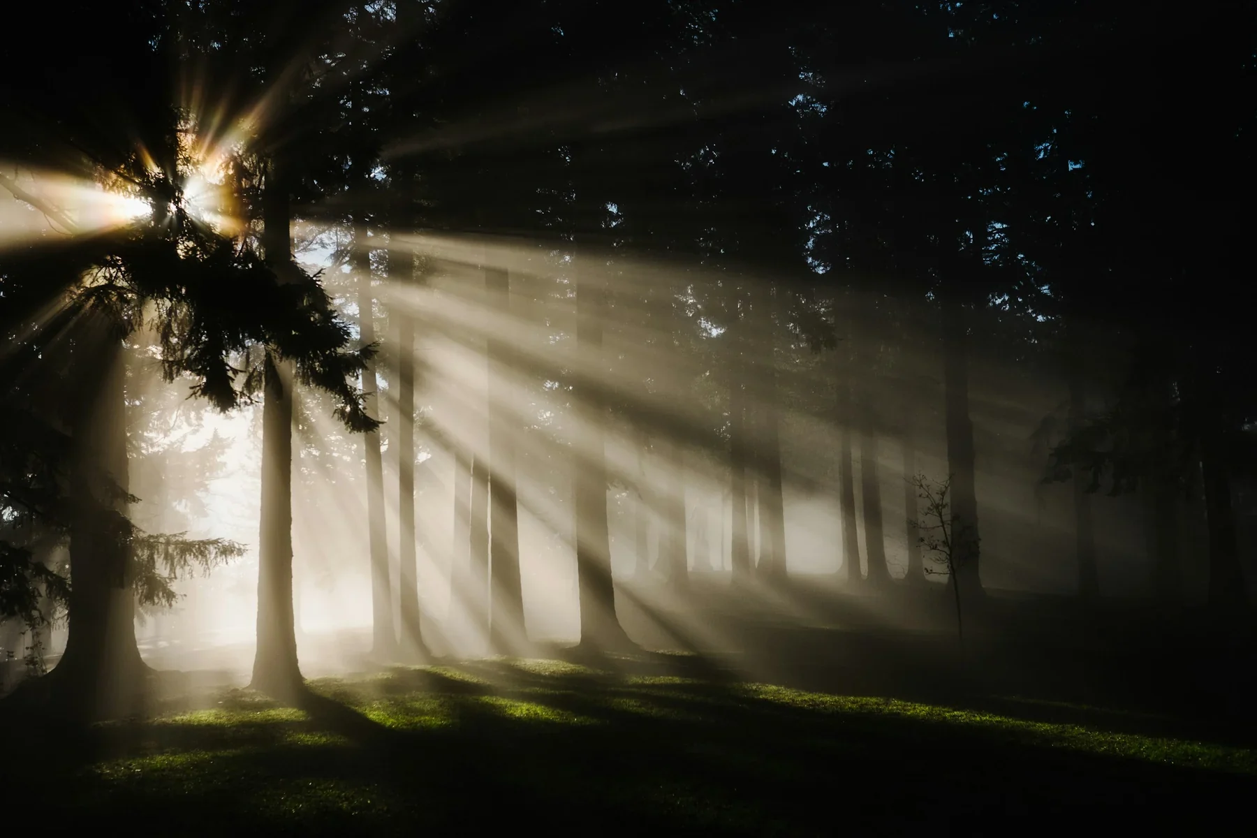 Sunbeams passing through tall forest trees onto the shaded woodland floor.