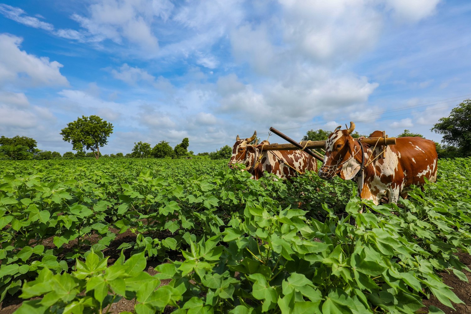 Cattle and a farmer among green crops (representative image)